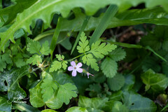 Geranium robertianum