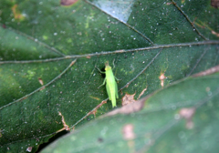 Oxya japonica