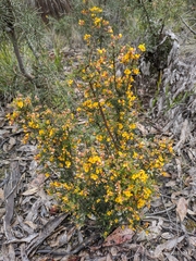 Dillwynia phylicoides