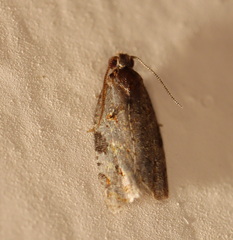 Cryptoptila australana
