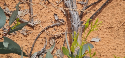 Eastern Mallee Dragon, Ctenophorus spinodomus