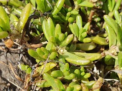 Hemichroa pentandra