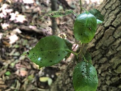 Excoecaria dallachyana