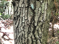 Excoecaria dallachyana