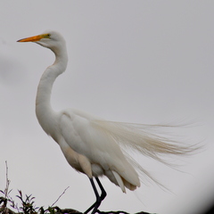 Ardea alba
