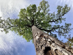 Dipterocarpus alatus
