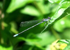 Argia hinei