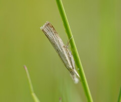 Culladia cuneiferellus