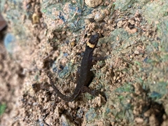 Lepidoblepharis