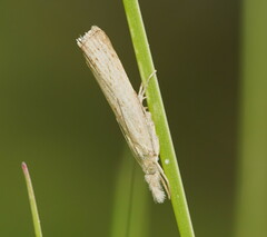 Culladia cuneiferellus