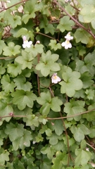 Cymbalaria muralis