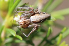 Oxyopes amoenus