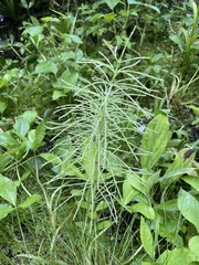 Equisetum