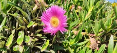 Carpobrotus acinaciformis