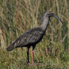 Theristicus caerulescens