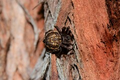 Araneus acuminatus