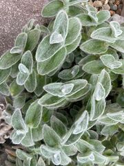 Tradescantia sillamontana