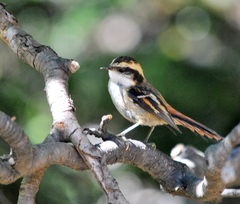 Aphrastura spinicauda