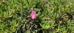 Carpobrotus acinaciformis