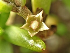 Hemichroa pentandra