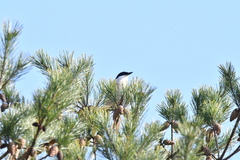 Cyanopica cyanus