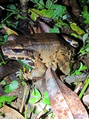 Leptodactylus savagei