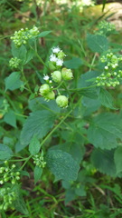 Schizomyia eupatoriflorae