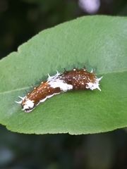 Papilio aegeus aegeus