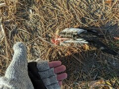 Streptopelia decaocto