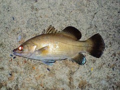 Psammoperca datnioides