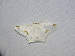 Sericoptera