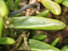 Hemichroa pentandra