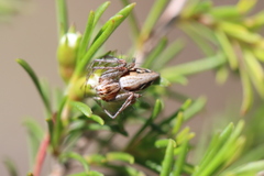 Oxyopes amoenus