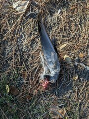 Streptopelia decaocto