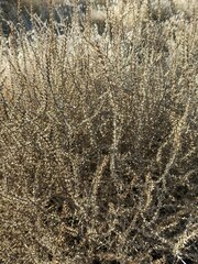 Salsola tragus
