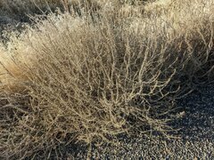 Salsola tragus