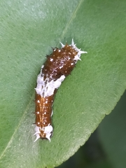 Papilio aegeus aegeus