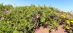Carpobrotus acinaciformis