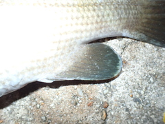 Psammoperca datnioides