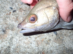 Psammoperca datnioides