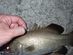 Psammoperca datnioides