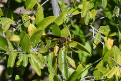 Polistes major