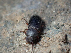 Tenebrioninae