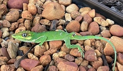 Anolis equestris