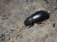 Tenebrioninae