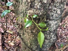 Excoecaria dallachyana