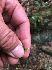 Excoecaria dallachyana