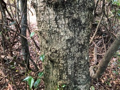 Excoecaria dallachyana