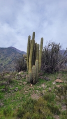 Trichocereus chiloensis chiloensis