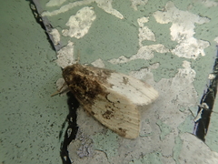 Bryomoia melachlora